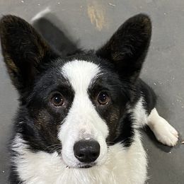 Taffy - Cardigan Welsh Corgi