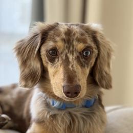Danbo - Dachshund