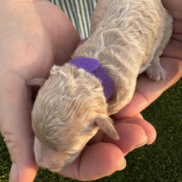 Miss Vanilla - Brown female Bernedoodle puppy in Cody, Wyoming from Yellowstone Breeders