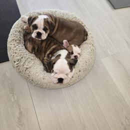 Boston Terrier, Bulldog, and French Bulldog Puppies from Willamette Valley Bullies