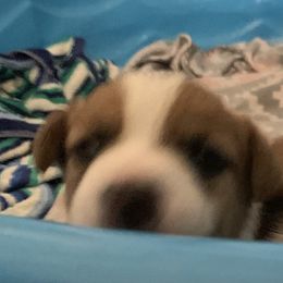Great Dane and Russell Terrier Puppies from Claddagh Pastures