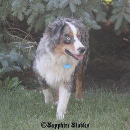 Gizmo - Miniature Australian Shepherd