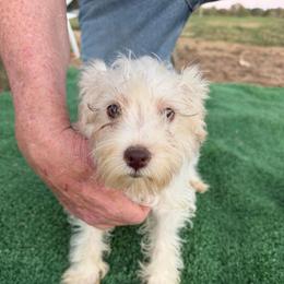 Green - Parti male Miniature Schnauzer puppy in Griggsville, Illinois from Stephenson’s Mini Schnauzer’s