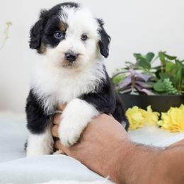Aussiedoodle Puppies from Crystal Ridge Doodles
