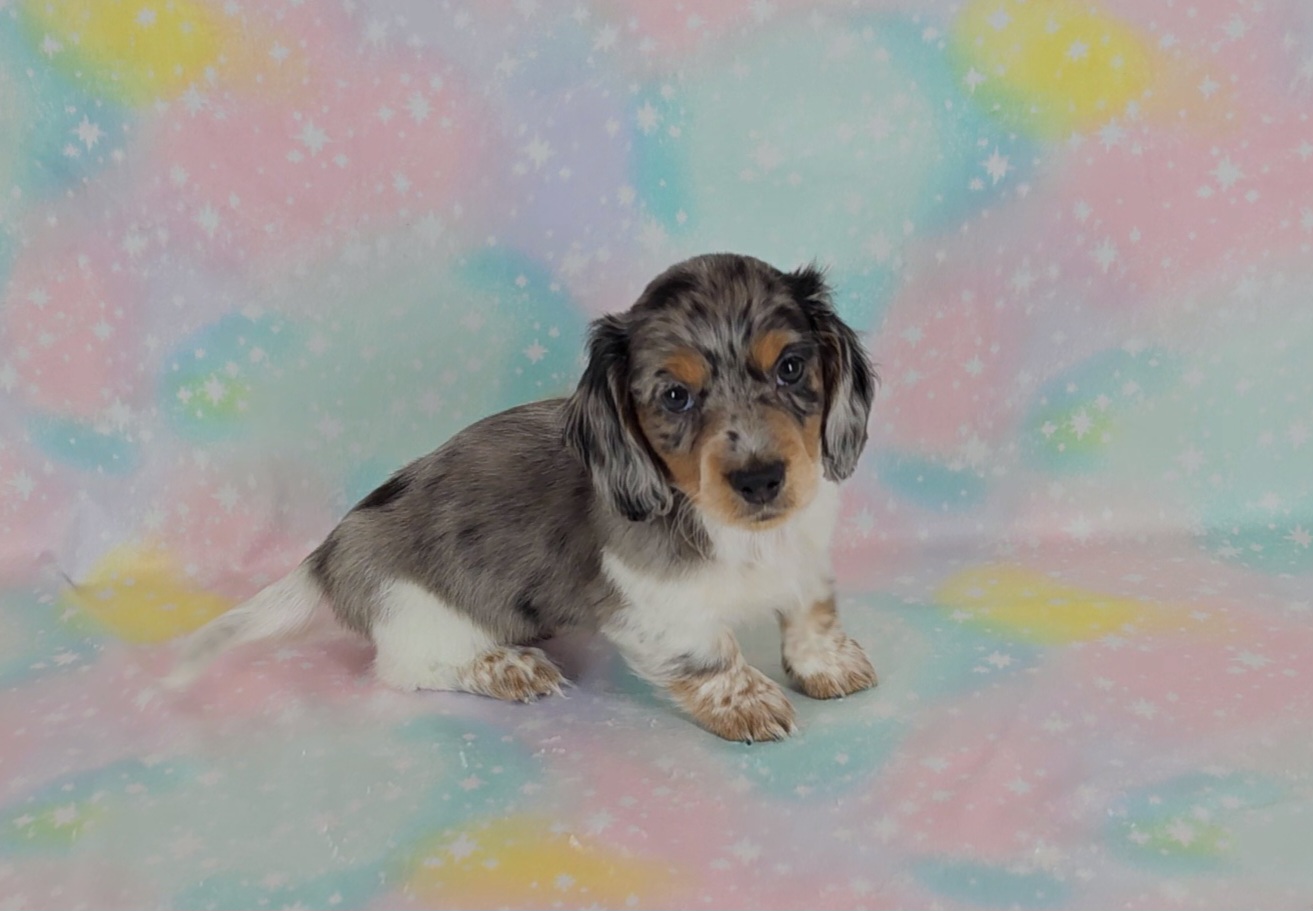 Dachshund Puppies from Newbern's Nuggets