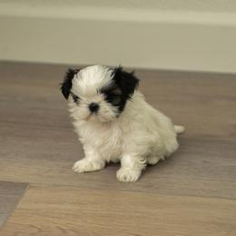 Mary - Gold and white female Shih Tzu puppy in Fresno, California from Good Lil Shih Tzu