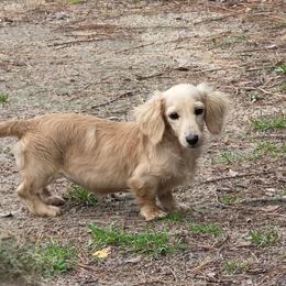 Remy - Dachshund