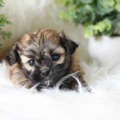 Maltipoo, Shichon, and Shihpoo Puppies from Timbercreek Puppies