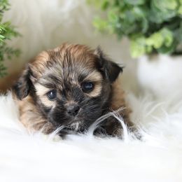 Maltipoo, Shichon, and Shihpoo Puppies from Timbercreek Puppies