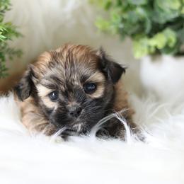Maltipoo, Shichon, and Shihpoo Puppies from Timbercreek Puppies