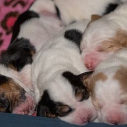 Basset Hound Puppies from PoeCo Basset Hounds