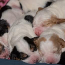 Basset Hound Puppies from PoeCo Basset Hounds