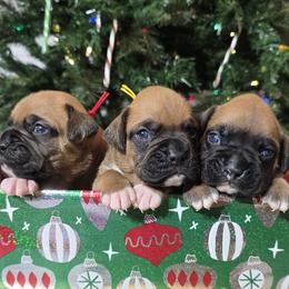 Boxer puppies from Puppy Patch