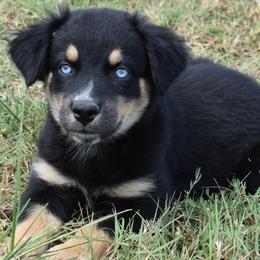 Farrah - Black tri-color female Australian Shepherd puppy in Nowata, Oklahoma from 4Feathers