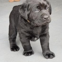 Labrador Retriever Puppies from McCracker Pond Labradors