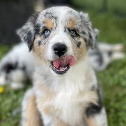 Australian Shepherd Puppies from Bedtime Story Australian Shepherds
