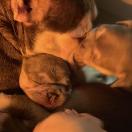 French Bulldog Puppies from Langiappe Frenchies