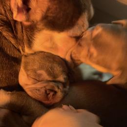 French Bulldog Puppies from Langiappe Frenchies