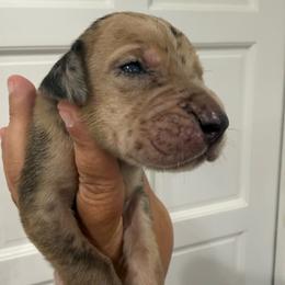 Supergirl - Merle female Great Dane puppy in Florida from Beachside Kennels