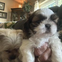 Shih Tzu Puppies from Puddle Jumpers Shih Tzus