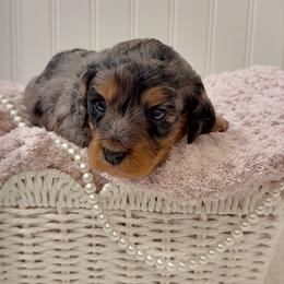 Opal - Merle female Cavapoo puppy in Knoxville, Tennessee from Duke’s Forever Doodles