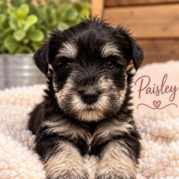 Paisley (runt) - Black and silver female Miniature Schnauzer puppy in Hull, Georgia from Ardent Miniature Schnauzers of Athens