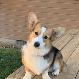 TERA - Pembroke Welsh Corgi