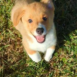 Hazel - Sable Pembroke Welsh Corgi puppy in Texas from Disco Corgis
