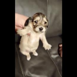 Dachshund Puppies from Meadow Ridge Dachshunds