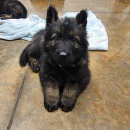 Warden (Blue male) - Sable male German Shepherd puppy in Winchester, Kentucky from Del Lago Canine