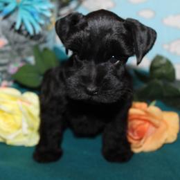 Buddy - Black male Miniature Schnauzer puppy in Gary, Texas from Beards Little Schnauzers