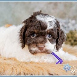 Ciara - Brown and white female Cockapoo puppy in Connersville, Indiana from Deaz Doodle Ranch