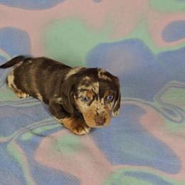 Dachshund Puppies from Newbern's Nuggets