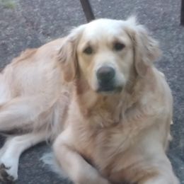 Daisy - Golden Retriever