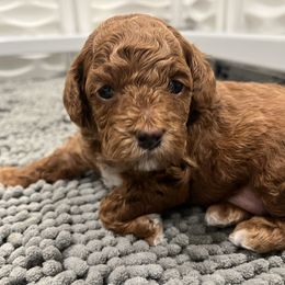 Poodle Puppies from The Poodlemen