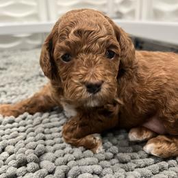 Poodle Puppies from The Poodlemen