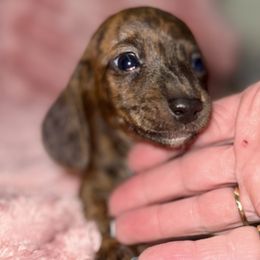 Brindle girl - Brindle female Dachshund puppy in Park City, Montana from One Pickle Dog