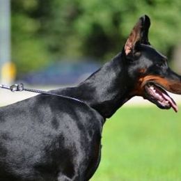 Barcelona - Doberman Pinscher