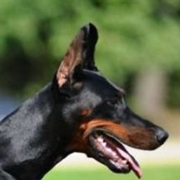 Barcelona - Doberman Pinscher