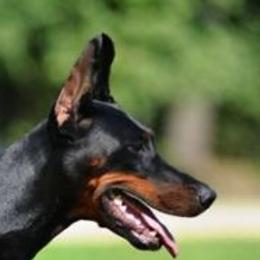 Barcelona - Doberman Pinscher