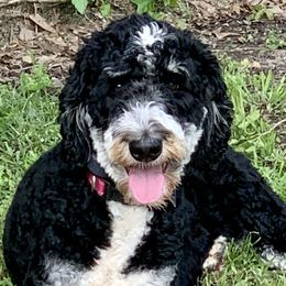 Daisy - Bernedoodle