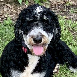 Daisy - Bernedoodle