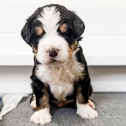 Brown - Tri-color male Bernedoodle puppy in Marne, Michigan from MI Doodles
