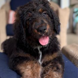 Cumin - Sable male Bernedoodle puppy in Clermont, Florida from Shadow Bernedoodles & Dog Training