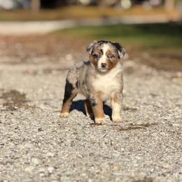 Annabelle - Blue merle female Australian Shepherd puppy in Argyle, Iowa from Country Time Kennels