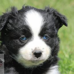 Pembroke Welsh Corgi, Miniature Australian Shepherd, and Toy Australian Shepherd Puppies from Midwest Mini/Toy Aussies