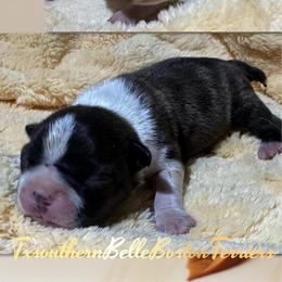 Terra - Red female Boston Terrier puppy in Brazos Point, Texas from TX Southern Belle Boston Terriers