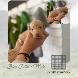 Plaid Tartan - Black Collar - Apricot male Goldendoodle puppy in Garland, Texas from Twilight Doodles