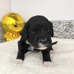 Mr Portugal (World Cup Litter) - Black and white male Portuguese Water Dog puppy in Grants Pass, Oregon from Rogue River Portuguese Water Dogs