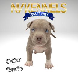 Boy 5 - American Bully puppy in Ocean City, Maryland from NV Kennels